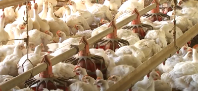 Poultry