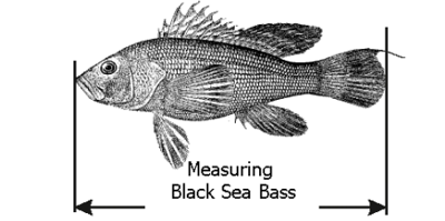 Black Sea Bass