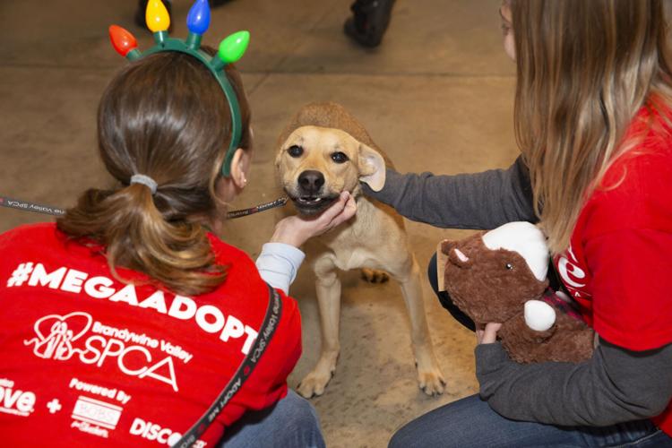 Mega Adoption