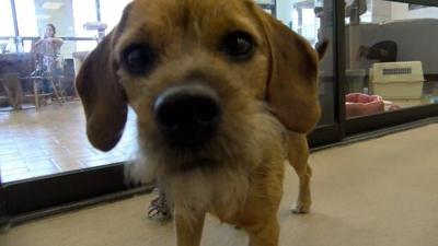 Delmarva Pets: New adoption center receives positive response from community