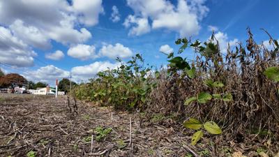 Soy Bean Farm