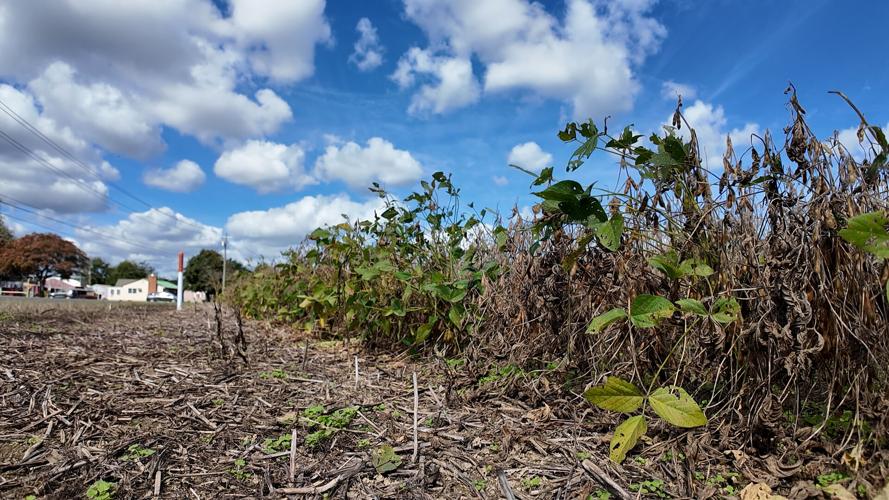 Soy Bean Farm
