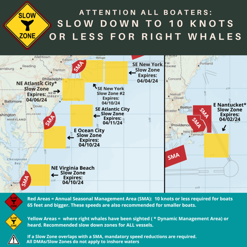Whale Slow Zone