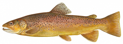 brown trout