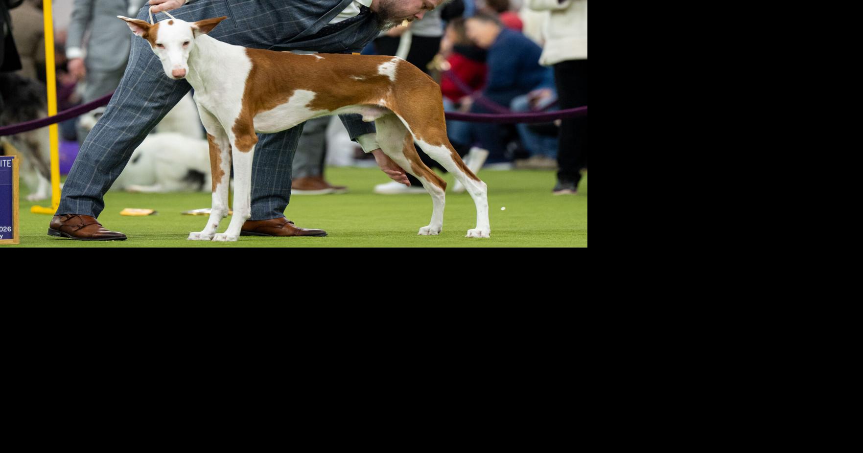 7 dogs competing for Westminster's show big prize Tuesday night