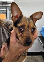 35 small breed dogs, including three puppies, rescued from abandoned home in Lewes