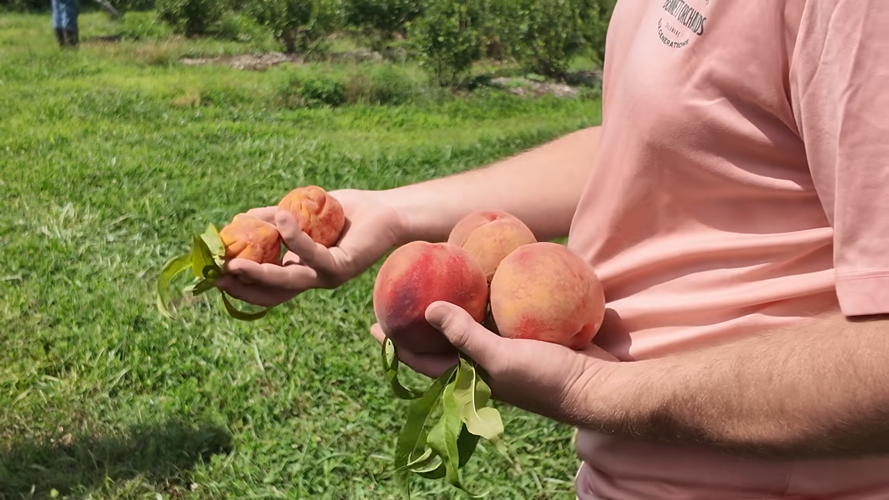 A man holds peaches in both of his hands. The peaches in the right hand are significantly smaller and more wrinkly than the ones in his left hand.