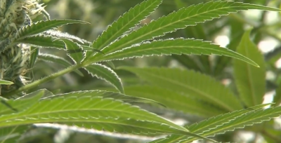 House Majority Whip Ed Osienski reacts to new Delaware bill restricting county limits on marijuana shops