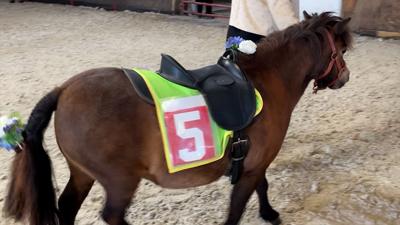 derby horse