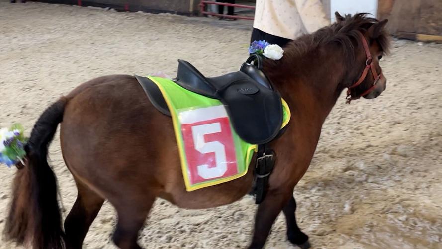 derby horse