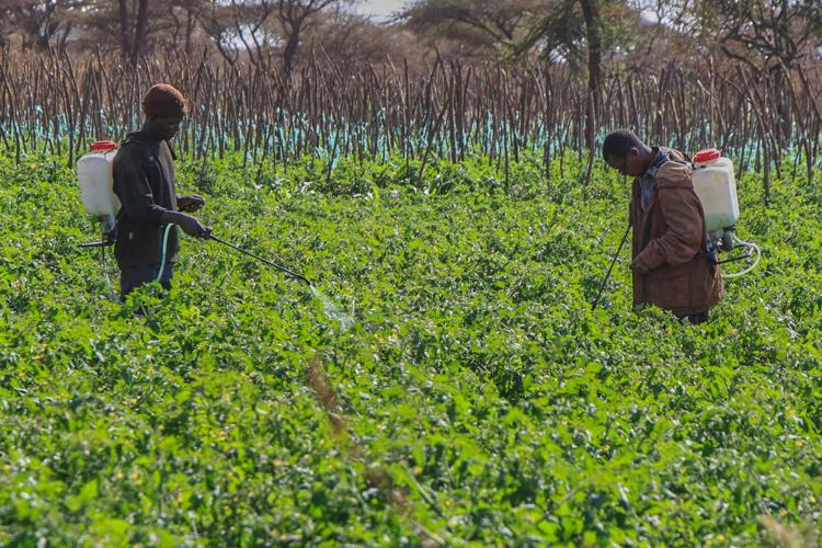 Kenya Dead Elephants