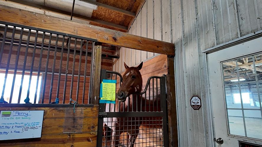 Perry, a horse at Southern Delaware Therapeutic Riding in Milton.