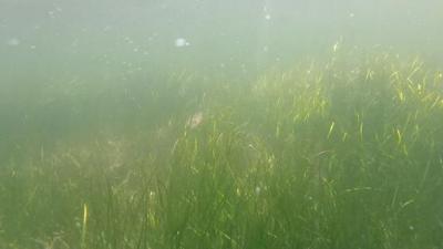 Chesapeake Bay dead zone