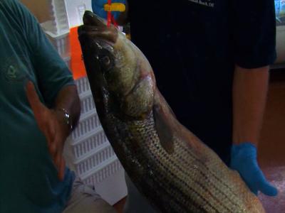 A striped bass.