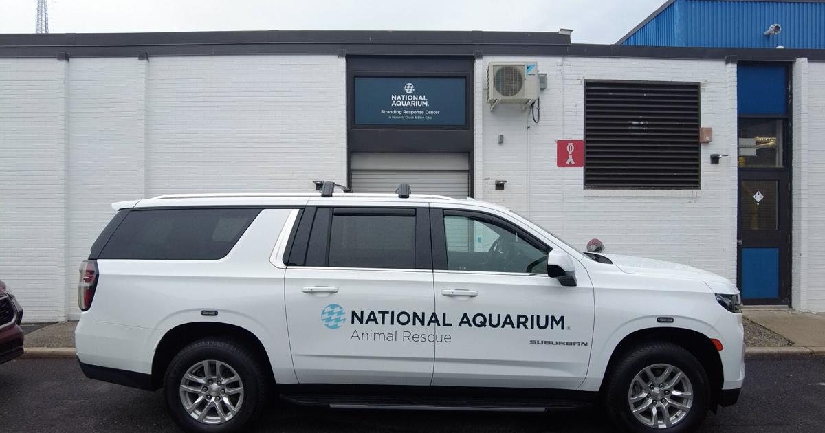 Stranding Response Center in Ocean City proves vital for marine animal ...