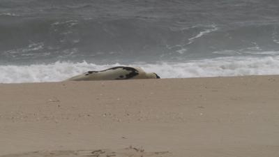 seal
