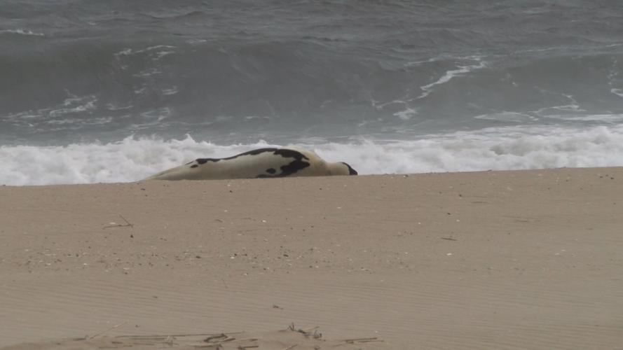 seal