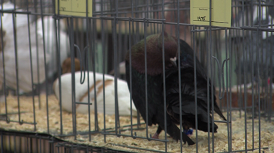 Pigeon at the show