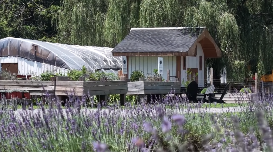 Lavender fields property