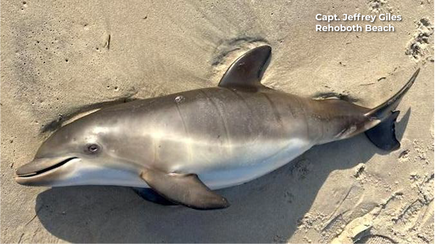 Stranded Dolphin in Rehoboth Beach