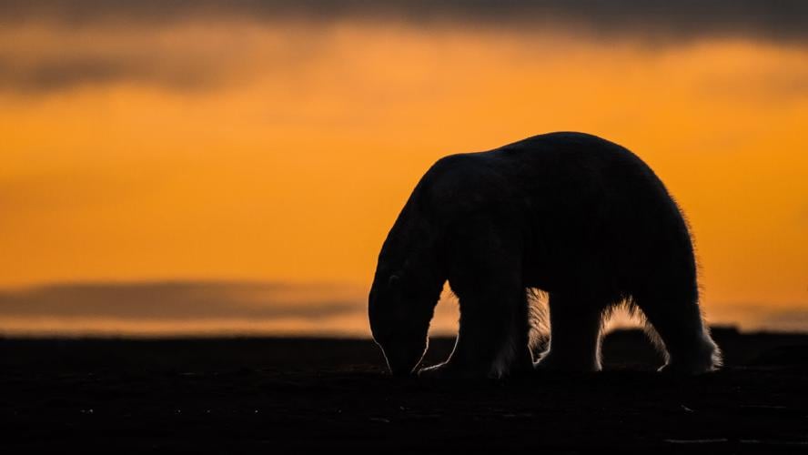 Alaska-Polar Bear Tourism