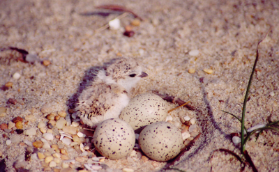 DNREC Division of Fish and Wildlife will hold a training session for prospective beach-nesting bird monitors. (DNREC)