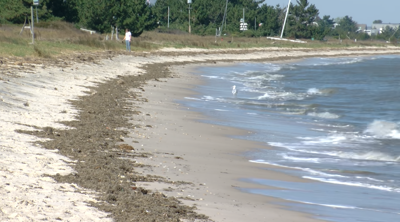 The coast of Slaughter Beach with the Bryozoans 