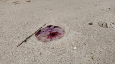 Jellyfish