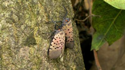 Lanternfly