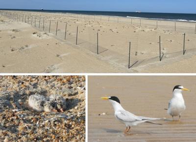 Exclosures protecting birds