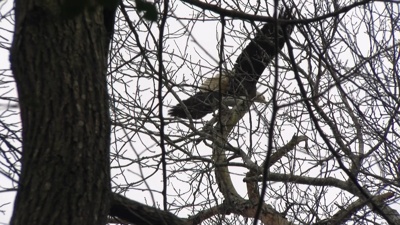 Bald eagle takes flight