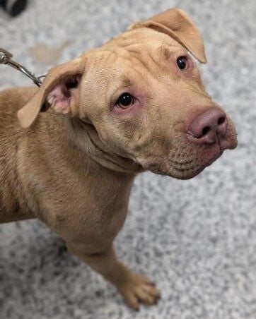 Brandywine Valley SPCA to waive adoption fees during Rehoboth Beach event