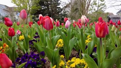 TULIPS