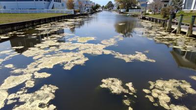 South Bethany Announces Schedule for Algae Harvesting in Canals
