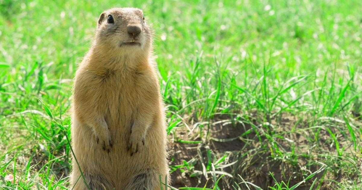 Potentially rabid groundhog: first rabies case of 2023 in Delaware ...