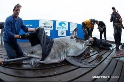 Great White Shark Spotted in Delaware