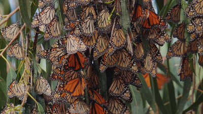 Monarch Butterflies