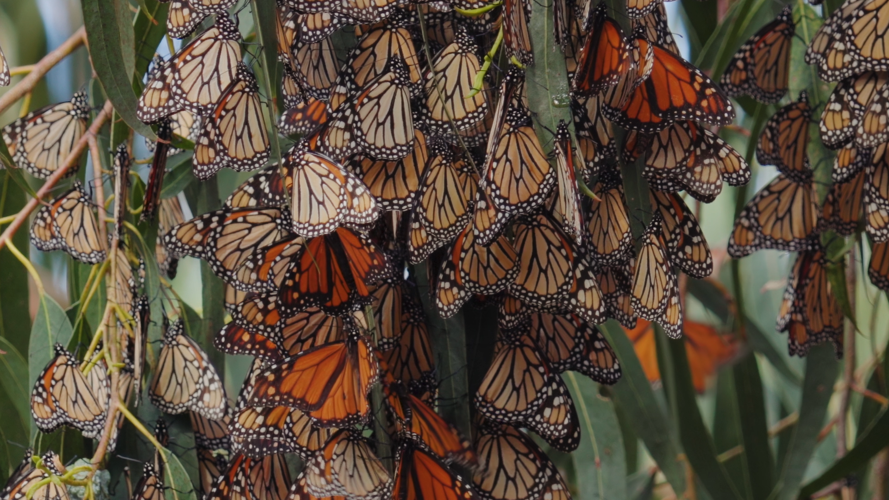 Monarch Butterflies