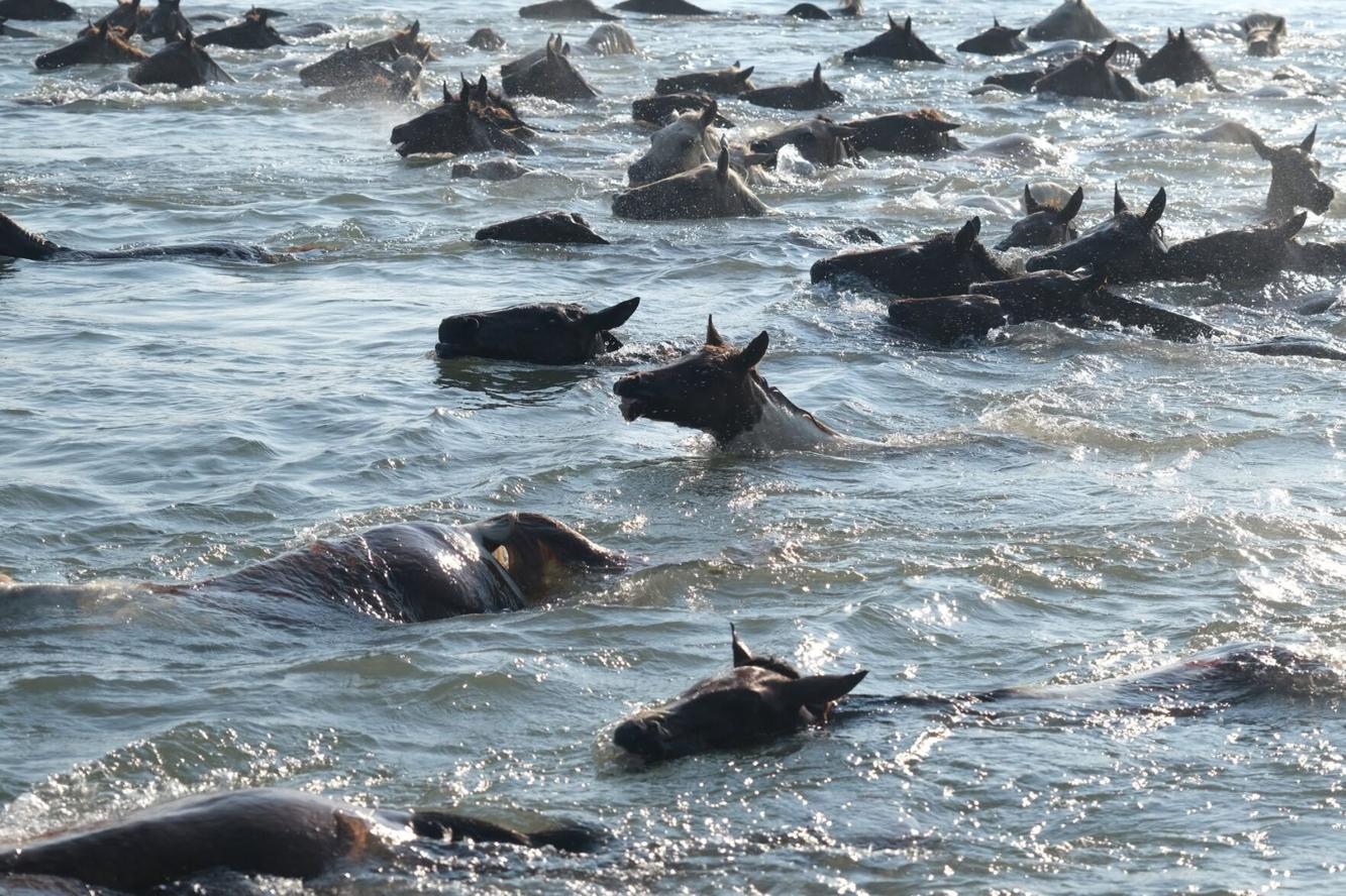 2026 Chincoteague Pony Swim | News | coasttv.com