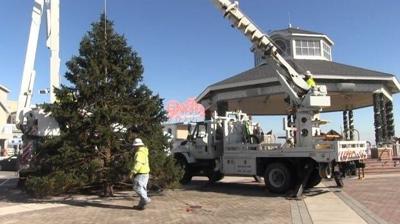City Christmas Tree Arrives in Rehoboth Beach