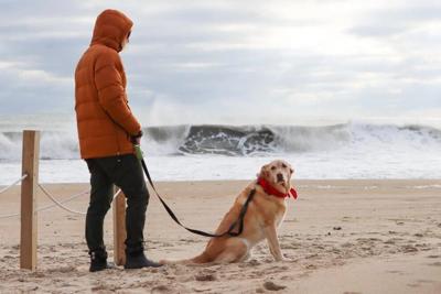 Dogs on beach