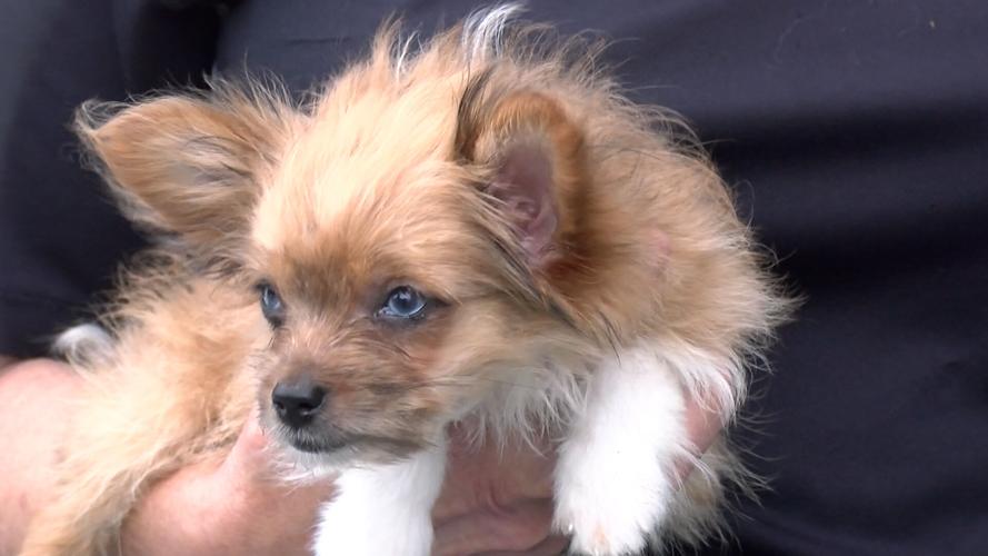 randall