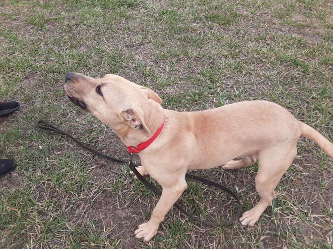 Oakley is waiting to be adopted at the Animal Rescue Center in Georgetown.
