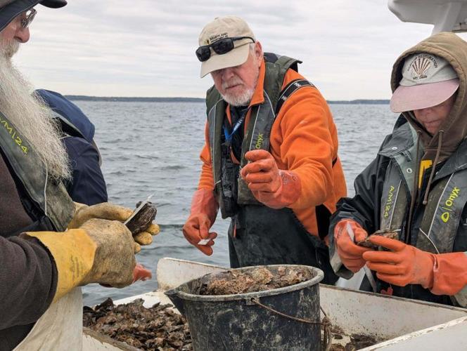 Maryland biologists, including Mitch Tarnowski (center), who leads the survey, count the spat, or juvenile oysters, in samples of dredged material as part of the annual fall oyster survey. 