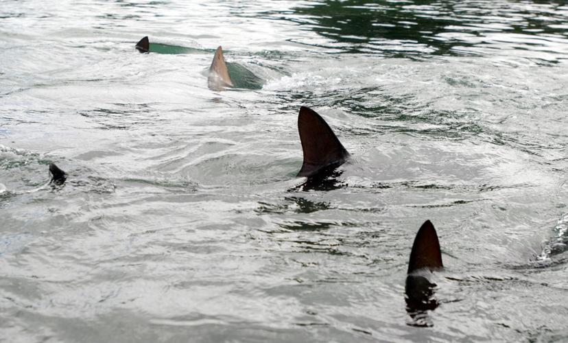 Federal Shark Alerts