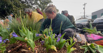 Lewes to host tulip dig following end of Lewes in Bloom Tulip Festival