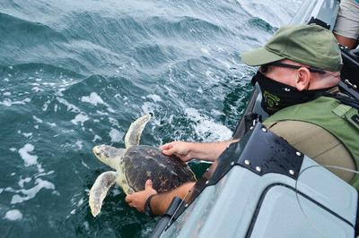 Cold Stunned Sea Turtle