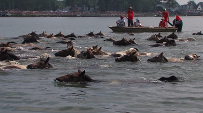 Chincoteague Pony Swim 2023