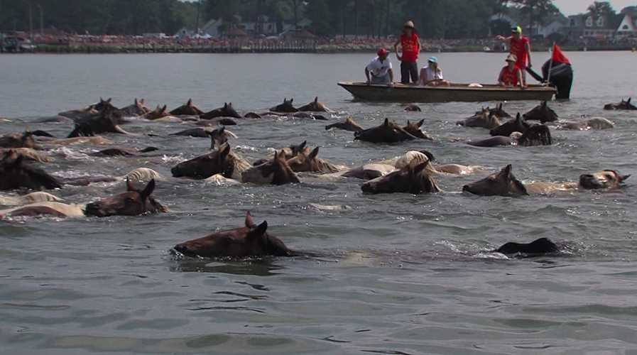 Chincoteague Pony Swim 2023