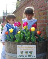 16th annual Lewes Tulip Celebration to showcase 31,000 tulips in April